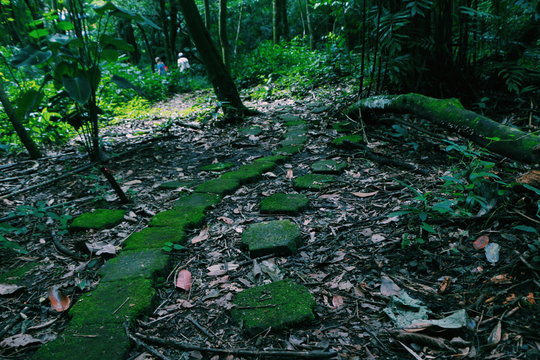 bosque y caminos naturales 