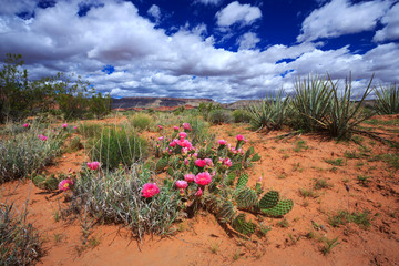 Beautiful prickly pear cactus blooming in the desert of Southern Utah, nearby St George