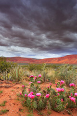 a moody sky with beautiful spring prickly cactus flowers in the desert of southern Utah, nearby St George in a vertical layout