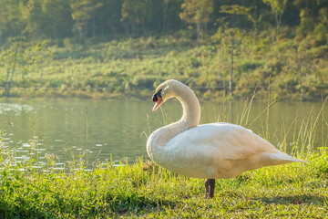 Portrait a cute white swan resting on the bank with green nature background, Pang Oung Lake, Mae Hong Son, northern of Thailand.