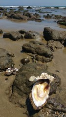 Fototapeta na wymiar Concha de molusco a orillas del mar en una playa rocosa