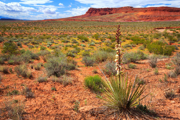Yucca cactus blooms in the red desert of southern Utah, nearby St George