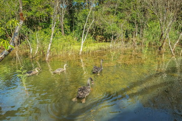a group of black swan swimming in the swan pond around with green grass nature background, swan pond Pang Oung, Mae Hong Son, Thailand.