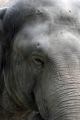 Fototapeta premium Elefant