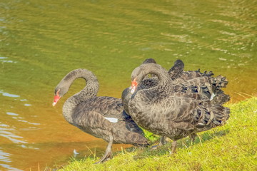 a group of black swan resting on the bank with water in the lake background, black swan of Pang Oung, Mae Hong Son, northern of Thailand.