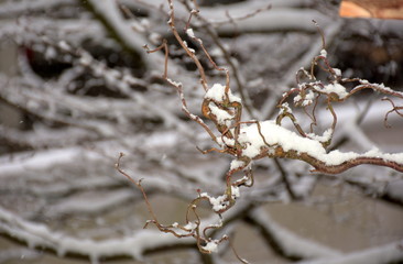 Winter