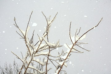 Schneefliockenstimmung