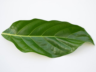 green leaf of noni tree. White background.