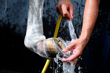 Cleaning hooves with water