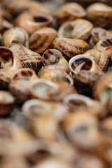 Catalan gastronomy. Close up image of caragols a la Llauna: Typical dish from Lleida, Catalonia - Cataluña (Spain)