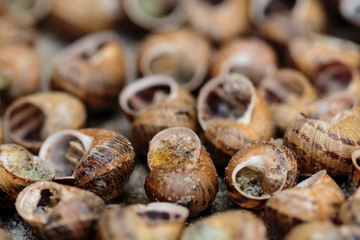 Close up image of Cargols a la Llauna. Catalan gastronomy. Typical dish from Lleida, Catalonia - Cataluña (Spain) 