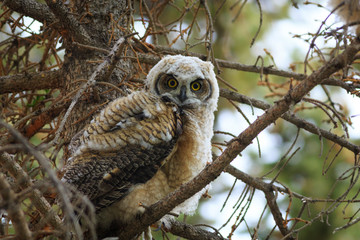 young Great Horned owlet ready to leave the nest