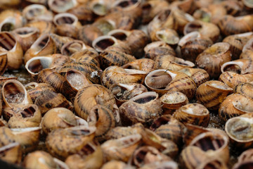 Catalan gastronomy. Cargols a la Llauna: Typical dish from Lleida, Catalonia - Cataluña (Spain)