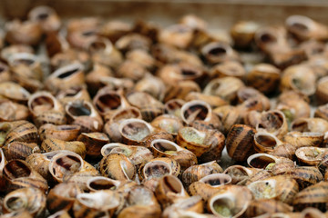 Snails from the barbecue, in Catalan Cargols a la Llauna. Typical dish from Catalonia, Spain.