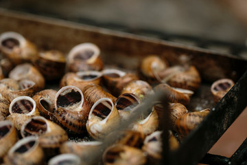 Catalan gastronomy. Cargols a la Llauna: Typical dish from Lleida, Catalonia - Cataluña (Spain)