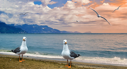 Seagull on the beach