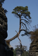 krummer Baum