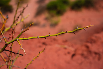 branch with thorns, Salta, Argentina