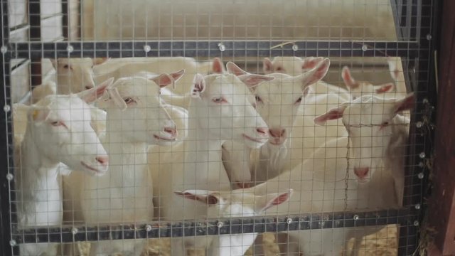 flock of young white goats look into the frame