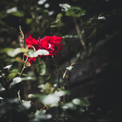 The Archipelago Rose