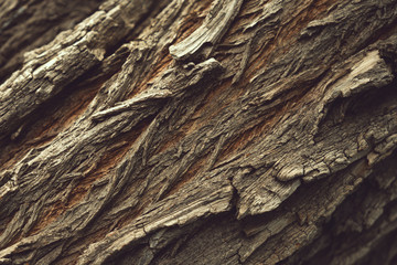 Close up macro photo of a tree bark log. Natural tree bark log pattern texture background pine shooted diagonally