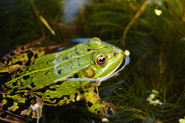 Frosch im Gartenteich