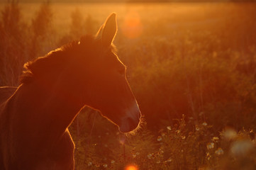 Mule in Sunset
