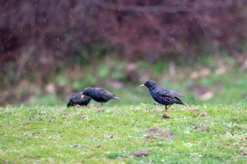 pigeon on grass