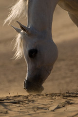 arabian horse in the desert sand
