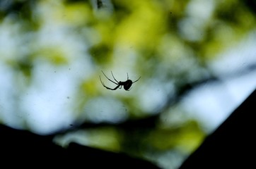 Spider