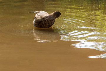 One brown duck swims in the river.