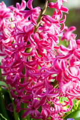 Pink Common Hyacinth