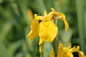 Yellow flower of Iris pseudacorus on green background