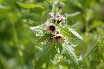 Black henbane. Flowering plant in garden
