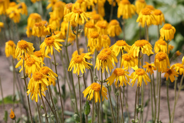 Arnica montana or Mountain arnica. Group of yellow flowers in garden