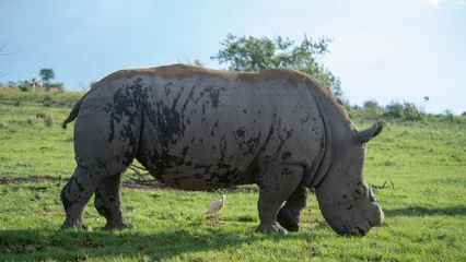 Foto op Plexiglas White rhinoceros. © Jurie