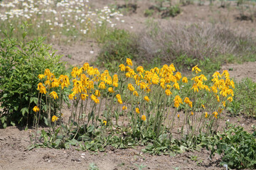 Arnica montana or Mountain arnica. General view of group of flowering plants in garden