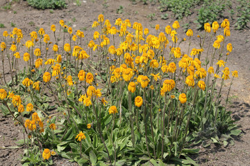 Arnica montana or Mountain arnica. General view of group of flowering plants in garden
