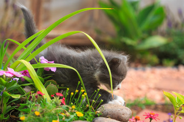 Gray and white kitten playing in a flower garden