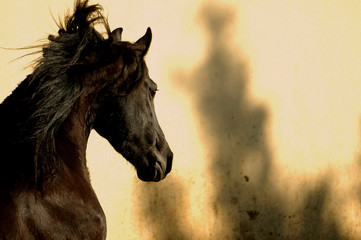 black horse power