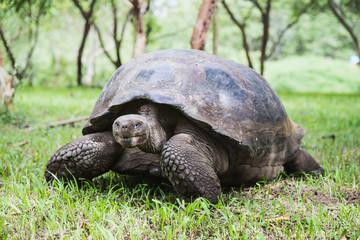Tortoise of the Galapagos Islands