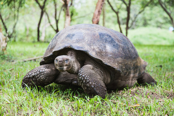 Naklejka na ściany i meble Tortoise of the Galapagos Islands