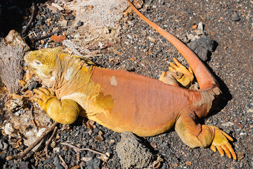 Marine iguana in the Galapagos islands Ecuador