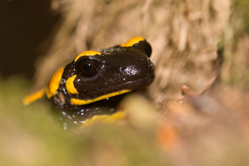 The fire salamander Salamandra salamandra is possibly the best-known salamander species in Europe. It is black with yellow spots or stripes
