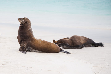 Sea lions on white sandy beach of Espanola island in the Galapagos