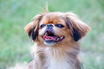 Pet animal; cute dog in the garden.
