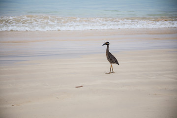 Bird walking on the beach in the Galapagos islands of Ecuador