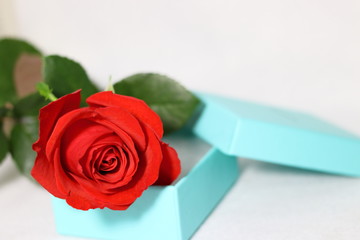 赤い薔薇の花と空いたプレゼントの箱(白背景)