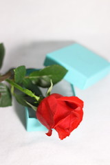 赤い薔薇の花と空いたプレゼントの箱(白背景)