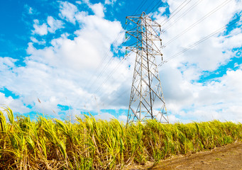 Plantation of sugar cane with transmission tower on Mauritius Island. Agriculture and power...